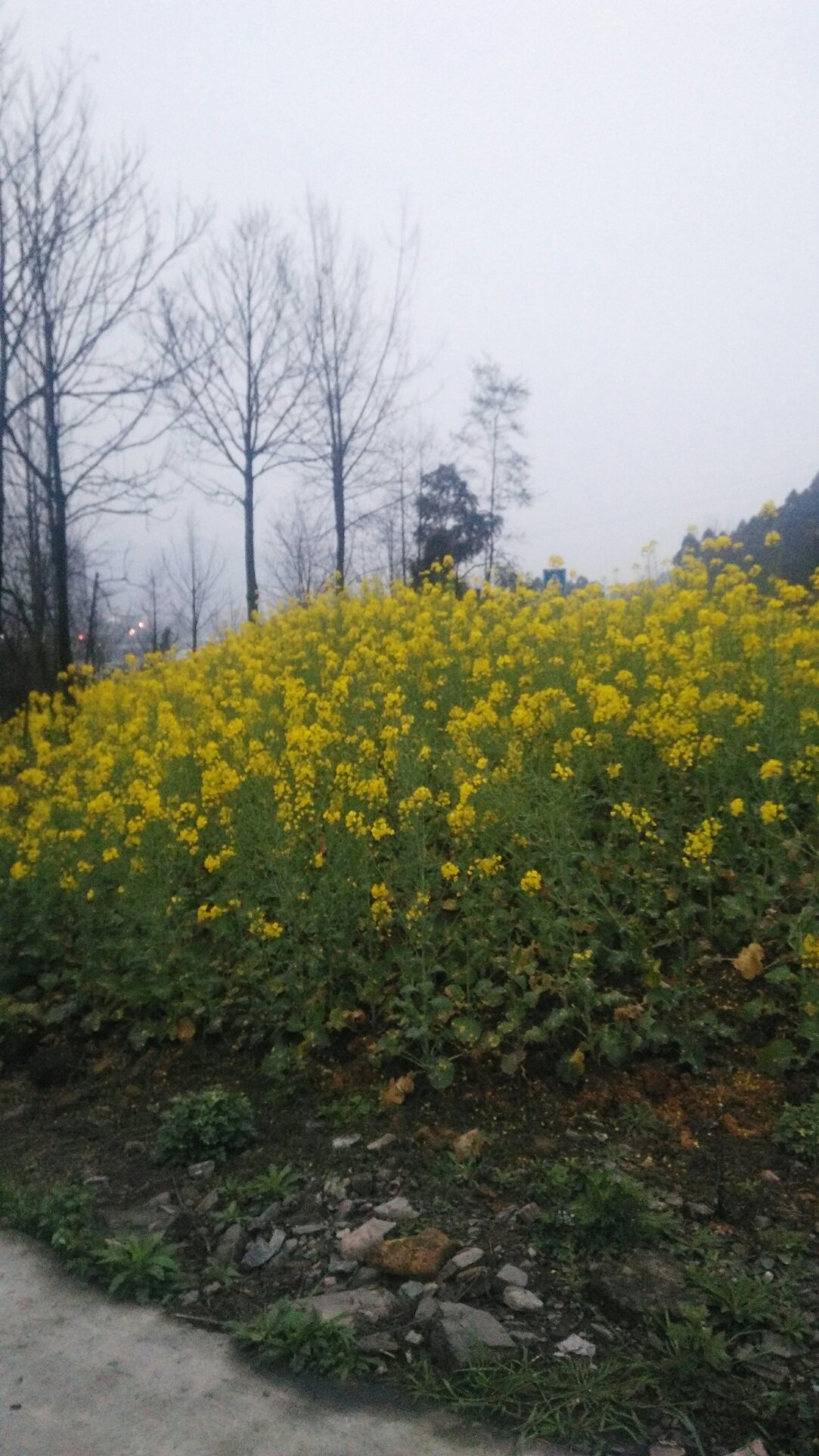 红花乡最新天气预报