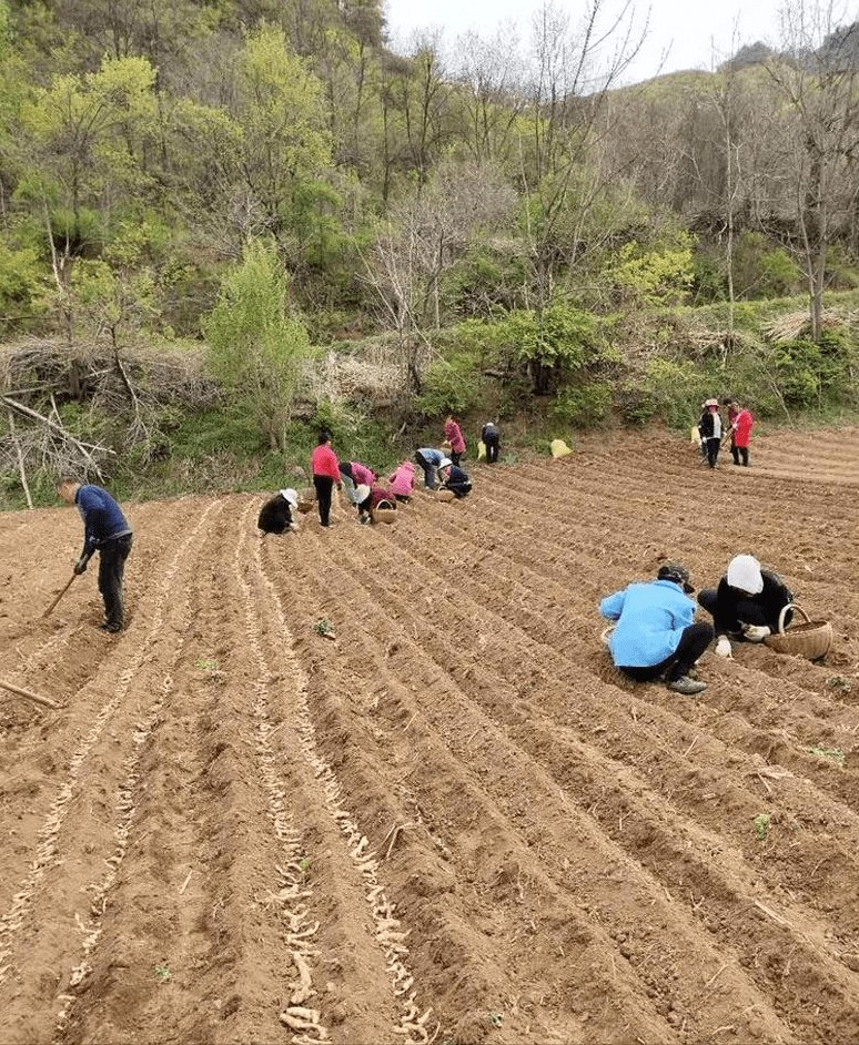 翠峦区农业农村局新项目推动农业现代化，乡村振兴再添新动力