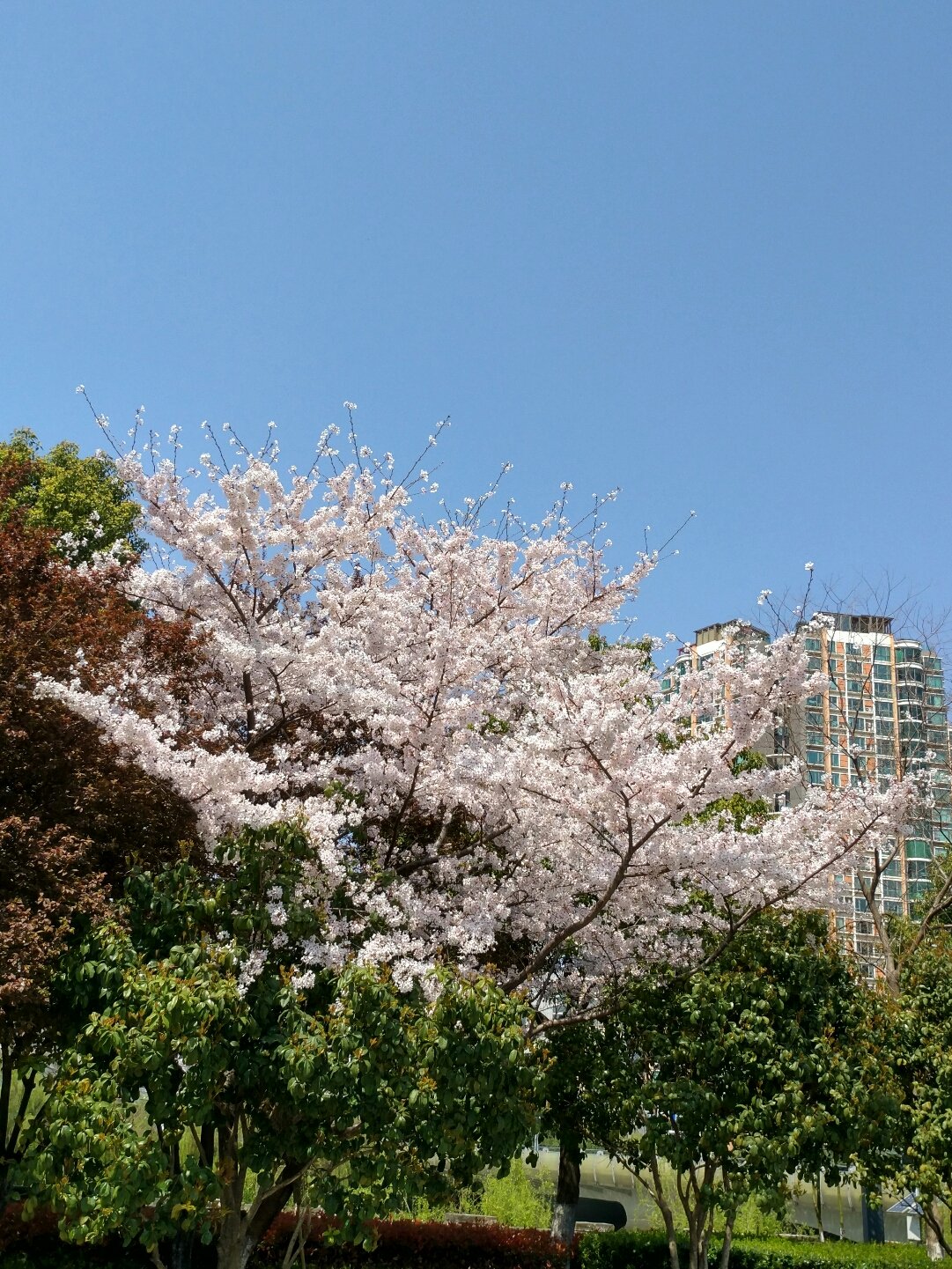 望春门街道最新天气预报