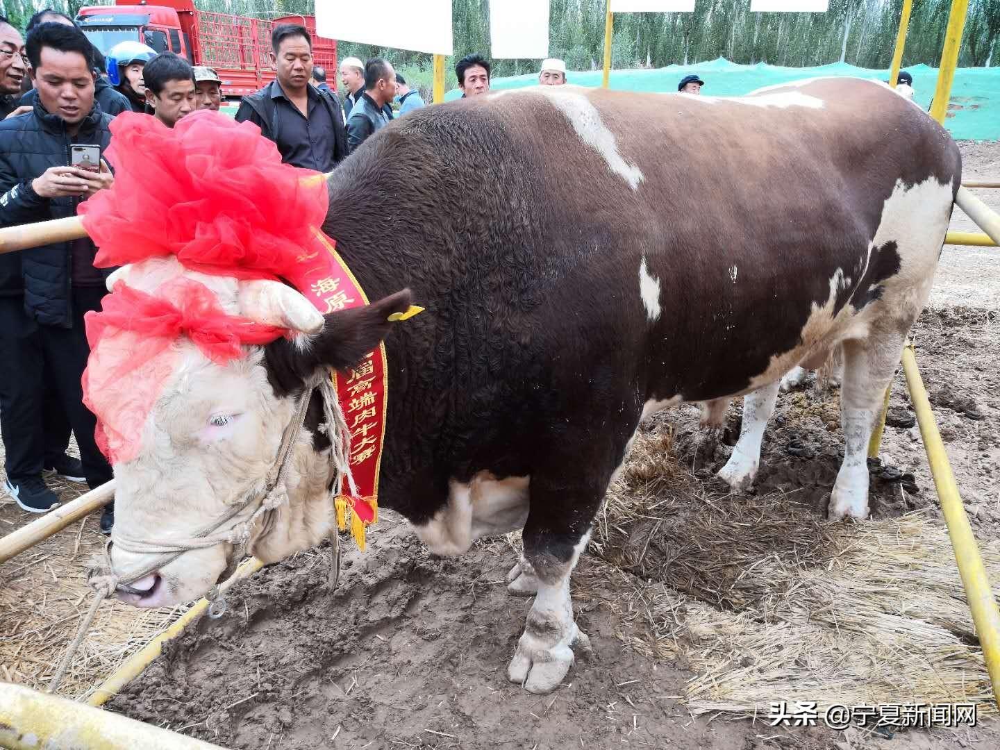 甘城乡发展规划概览，未来蓝图揭秘