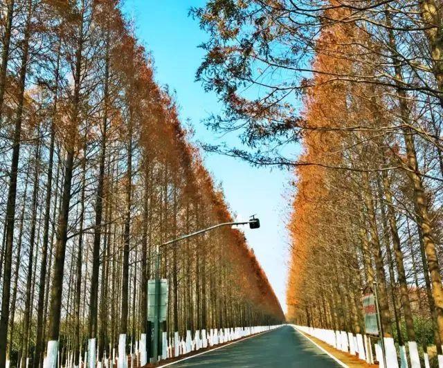 前卫村新项目，先锋力量引领乡村发展之路