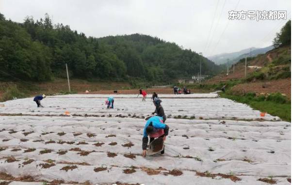 大坝村新项目，乡村振兴新引擎启动