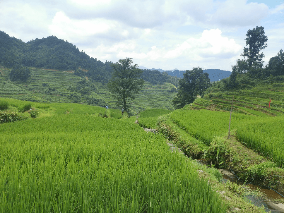 达桑村发展规划概览