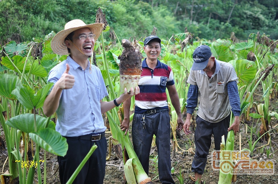 伯劳镇新面貌，繁荣与发展同步前行